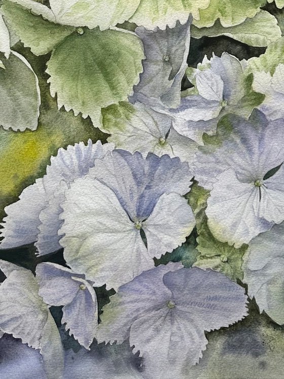 Green hydrangeas