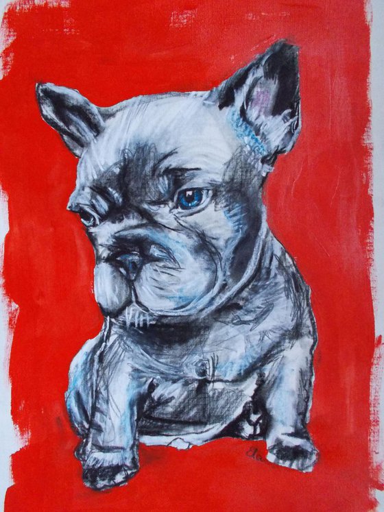 Frenchie