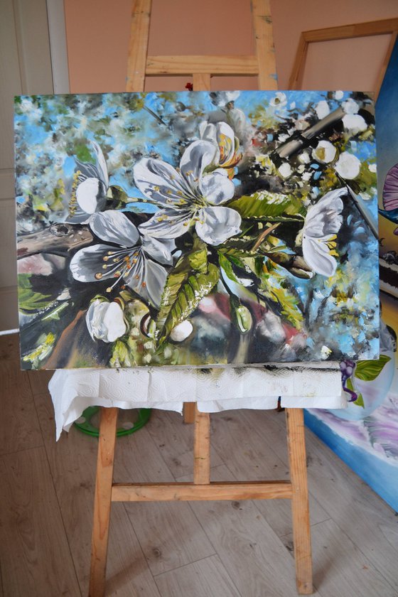Cherry Blossom