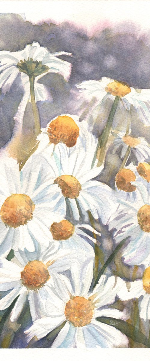 York Daisies by Sarah Stowe