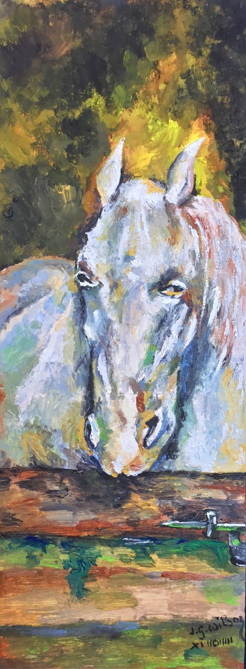 White horse by Jg Wilson
