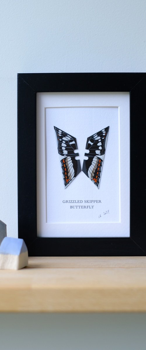 Grizzled skipper butterfly by Lene Bladbjerg