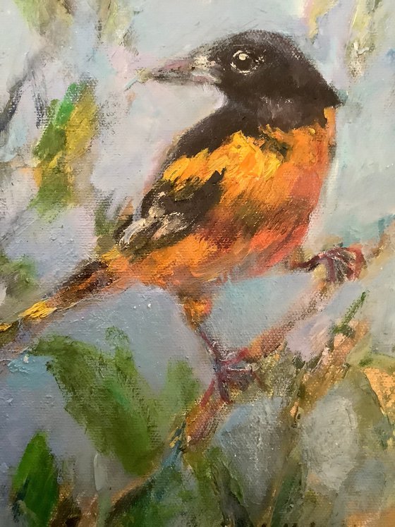 Oriole