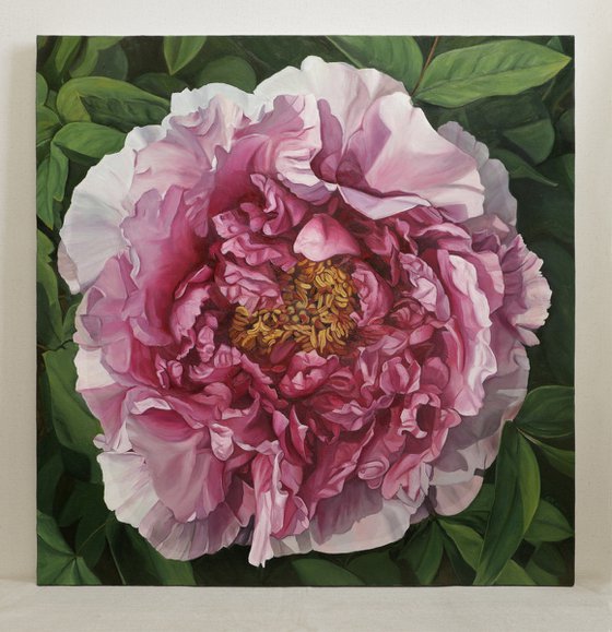 peony flower