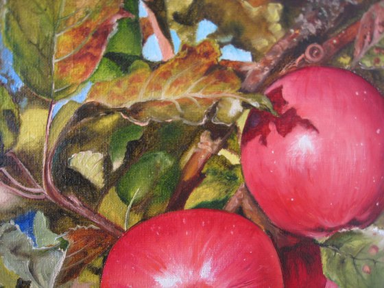 Red Apples on Tree Branch