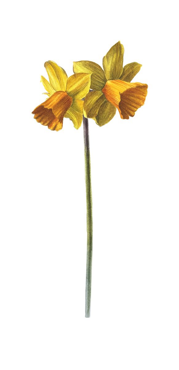 Photorealistic Watercolour , Yellow Daffodil Painting By Yuliia Prokopchuk, 6 X 13, Artwork For Sale On Artfinder