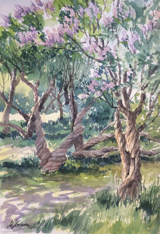 Old lilac garden