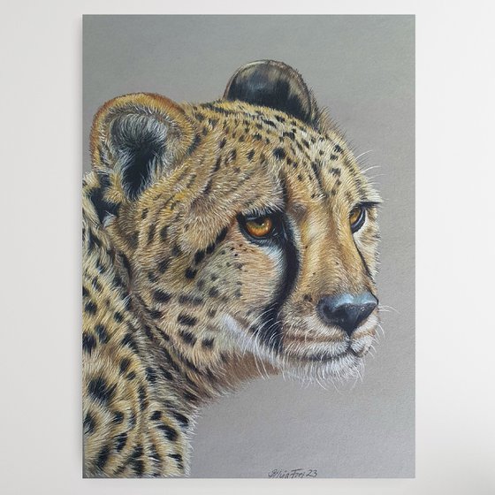 'Look out' - Cheetah portrait