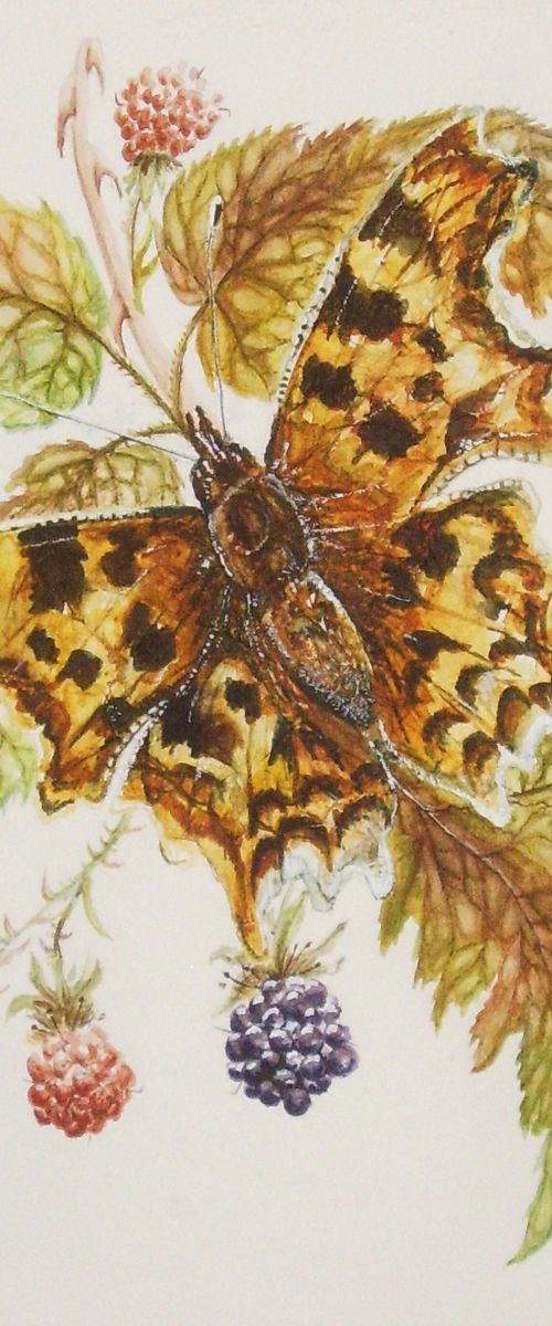 Comma Butterfly by Max Aitken