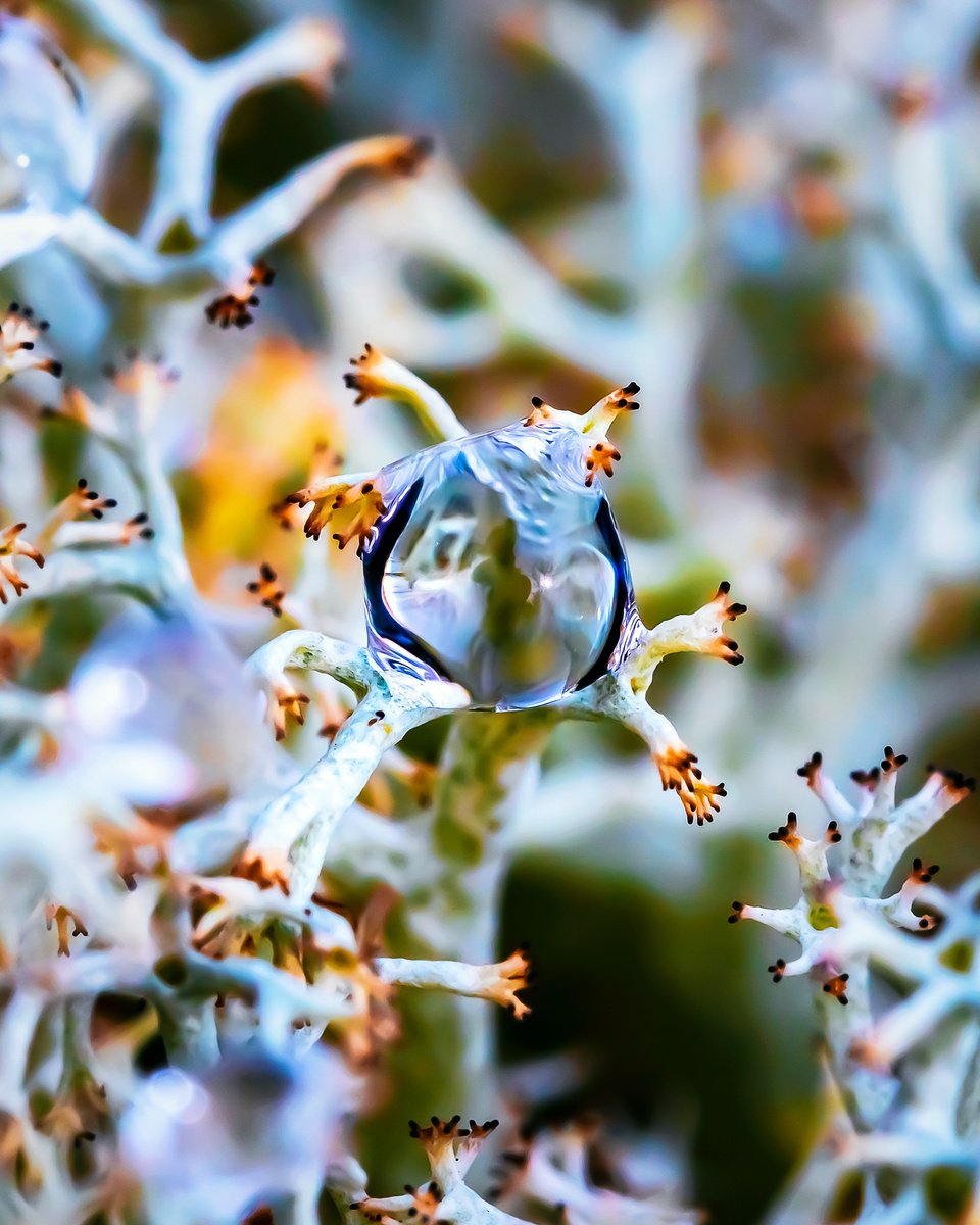ALIEN - MACRO PHOTOGRAPHY OF DROP ON LICHENS. LIMITED EDITION GICLEE by Inna Etuvgi