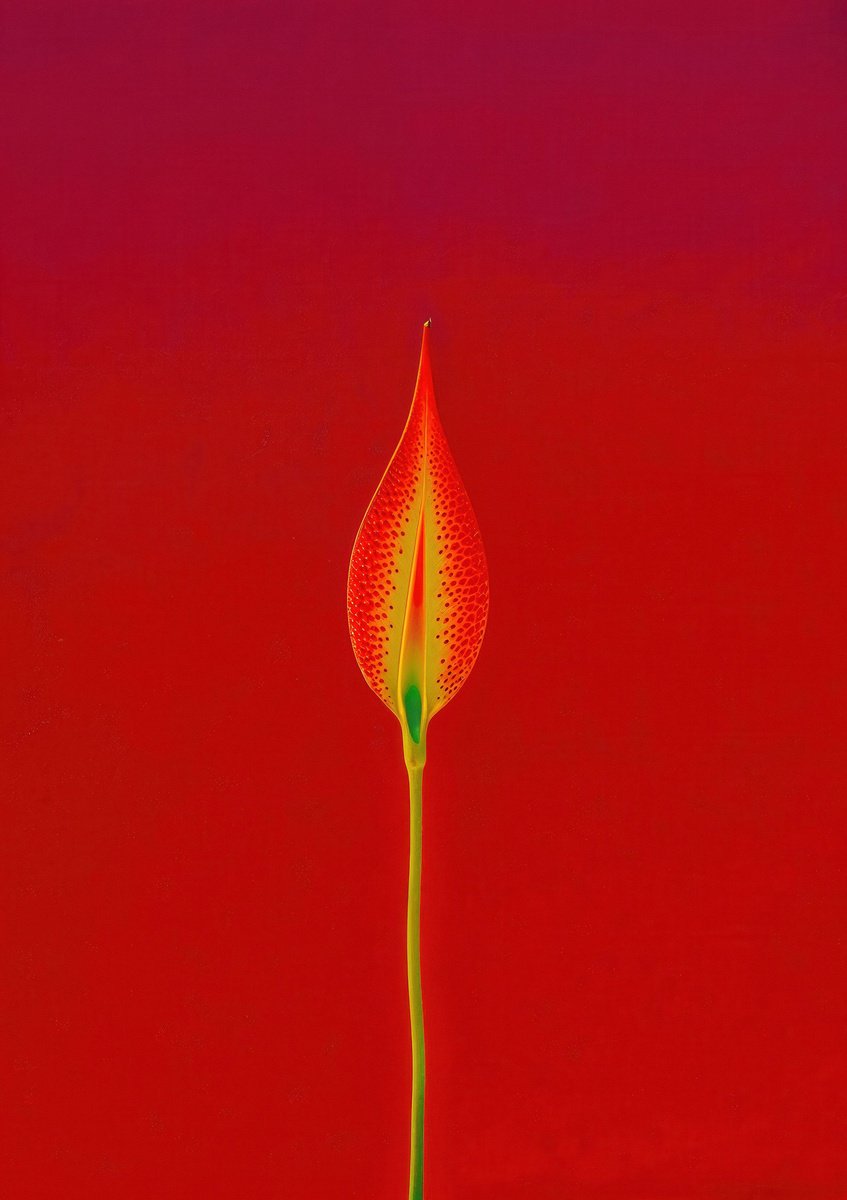 Expressive Abstract Photograph By Richard Gibson, 13 X 16", Floral Expressionism Xiii, Original Artwork