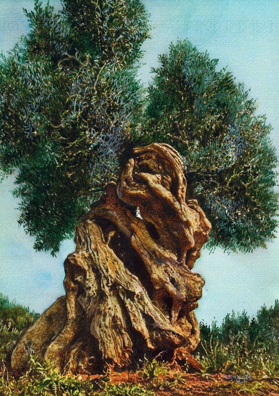 Olive Tree XV