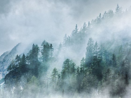 Mystic Forest - Foggy landscape