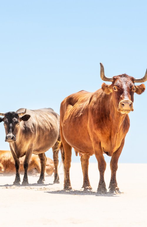 Sunbathing Cows by Andrew Lever