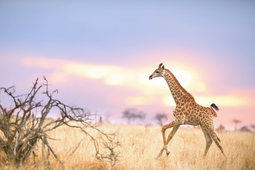 Giraffe on the run by Ozkan Ozmen