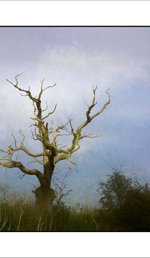 Gnarled Tree by Martin  Fry