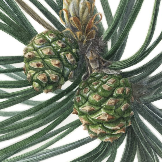 Green Pine Cones