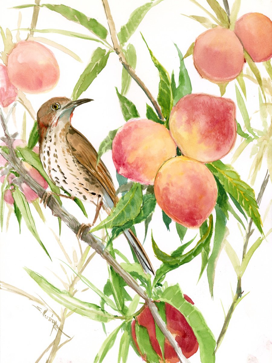 Brown Thrasher and Peaches by Suren Nersisyan