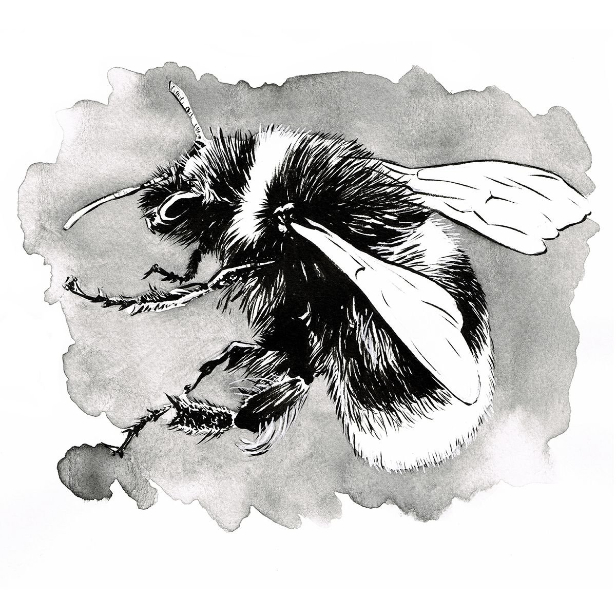 Bumblebee (bombus) Ink Drawing By Matthew Soffe 