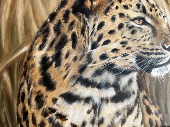 The Silent Watcher: Amur Leopard