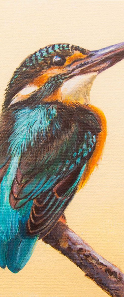 Kingfisher by Norma Beatriz Zaro