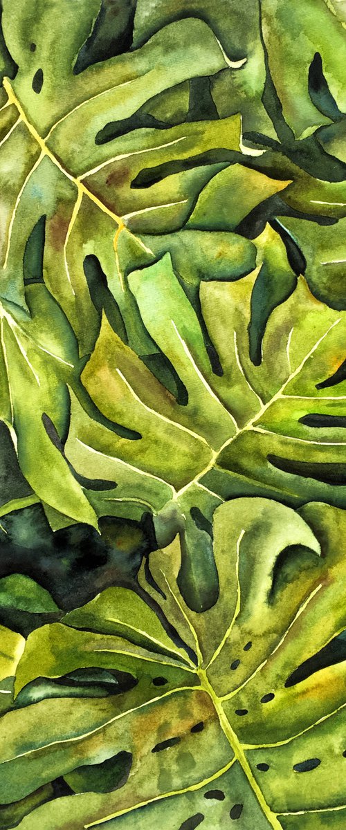 Monstera leaves by Delnara El