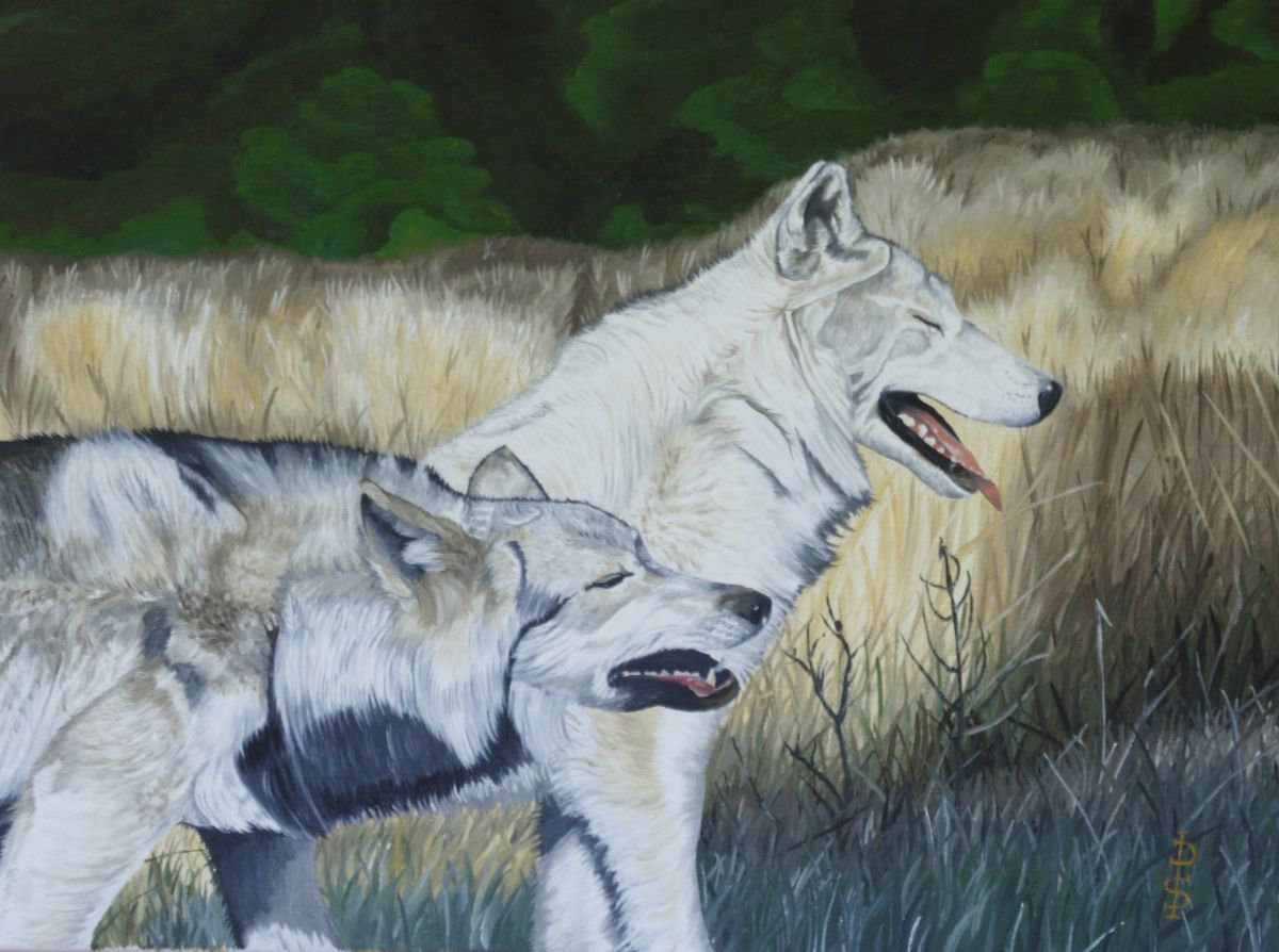 White wolves by Pauline Sharp