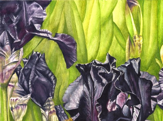 Black Irises