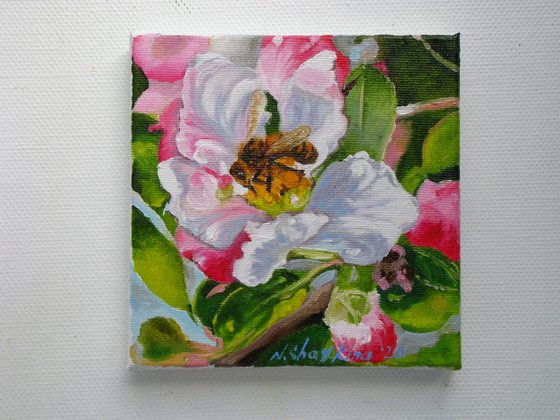 Bee on Apple Blossom