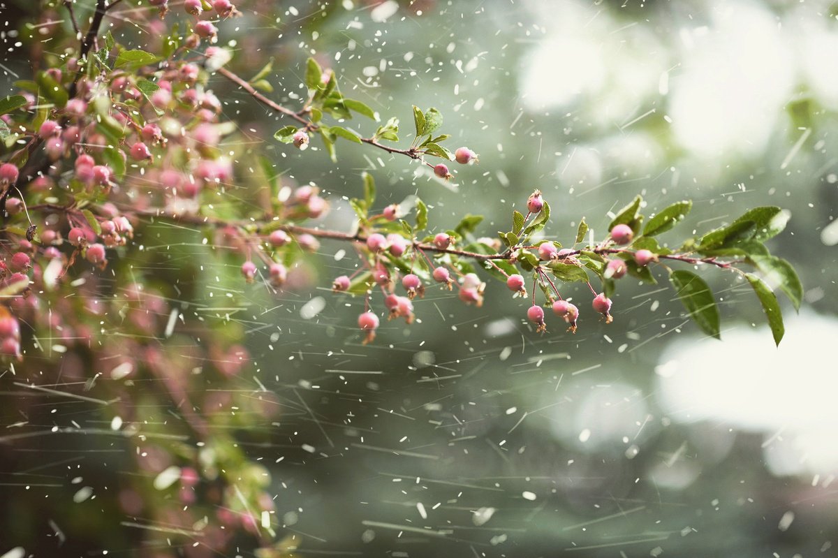 Photorealistic Botanical Photograph By Emily Kent, 37 X 25, Snow In September, Original Artwork