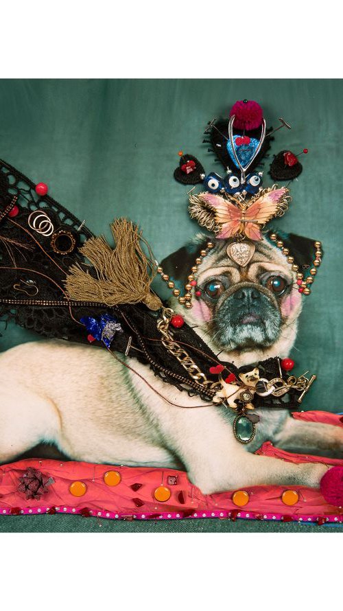 Louis the Pug by B-Brown & Scheinmann