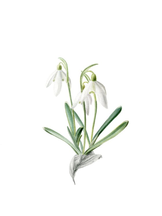 Snowdrops, Galanthus nivalis