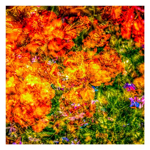 Summer Meadows #11. Limited Edition 1/25 12x12 inch Abstract Photographic Print. by Graham Briggs