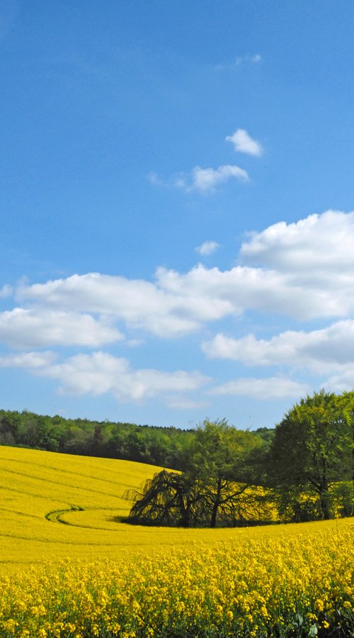 Spring in the Meon Valley 2 by Alex Cassels