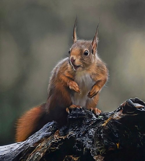 Red Squirrel by Clare Parkes