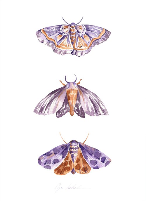 Mystery Moths 2 by Olga Koelsch