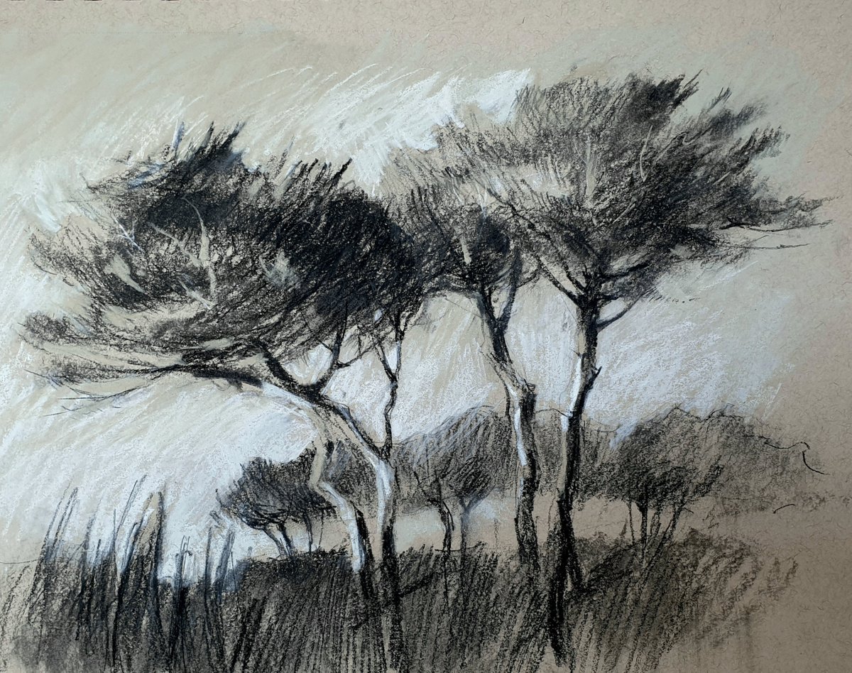 Mediterranean Pines by Elena Genkin