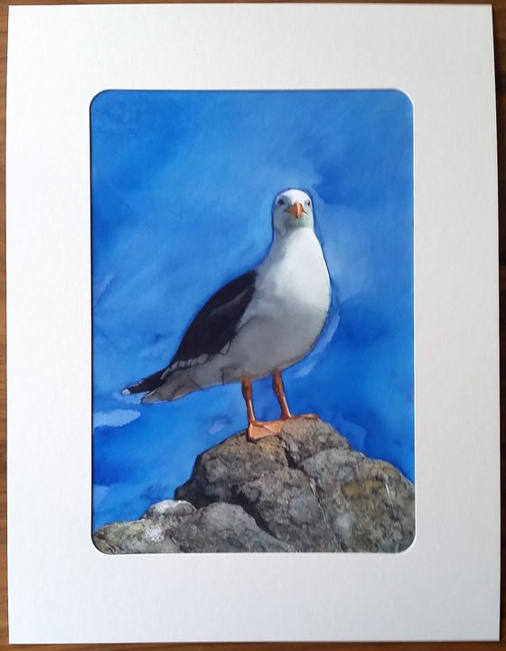 Blacksea Seagull