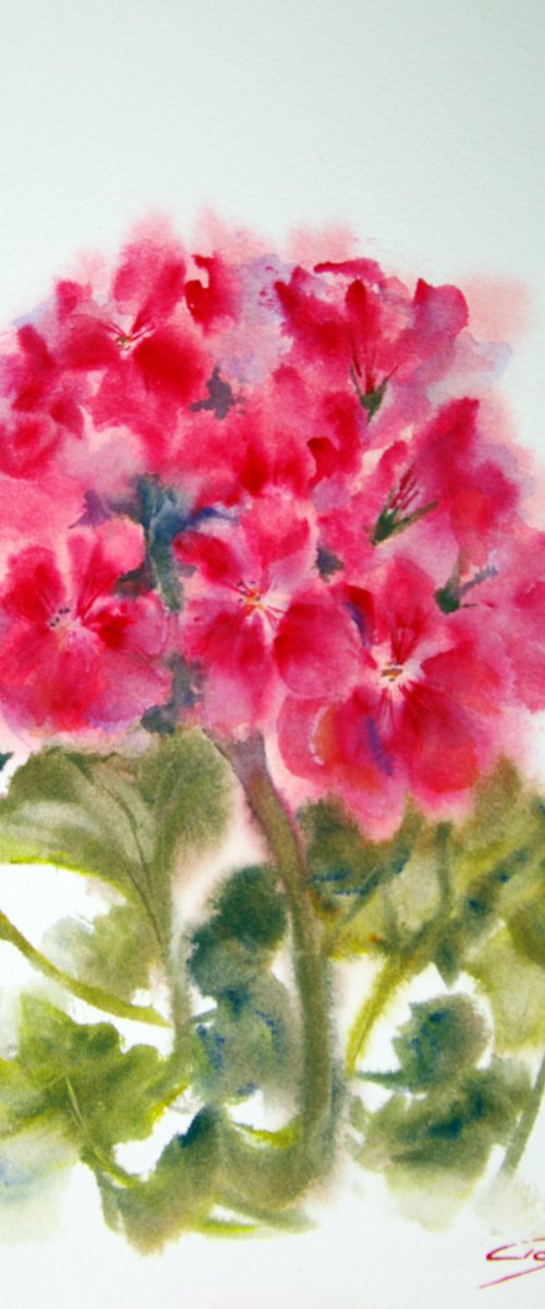 Blooming pelargonium 2 by Elena Gaivoronskaia