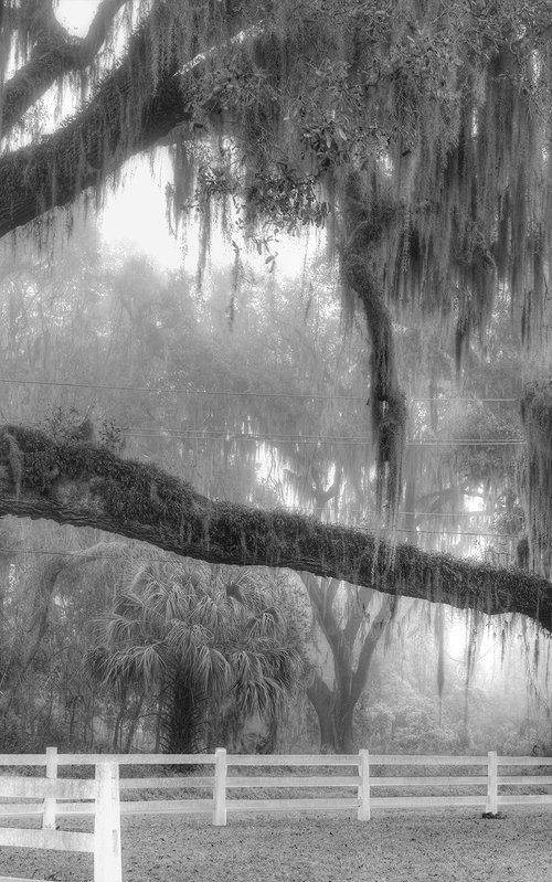 "Stretching Oak" BW by John McManus