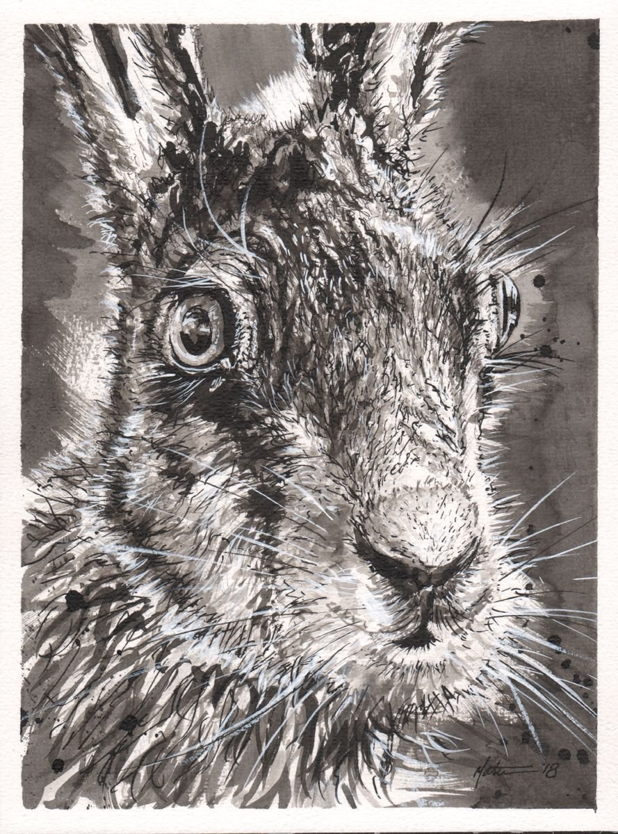 Scruffy Hare by Matt Buckett