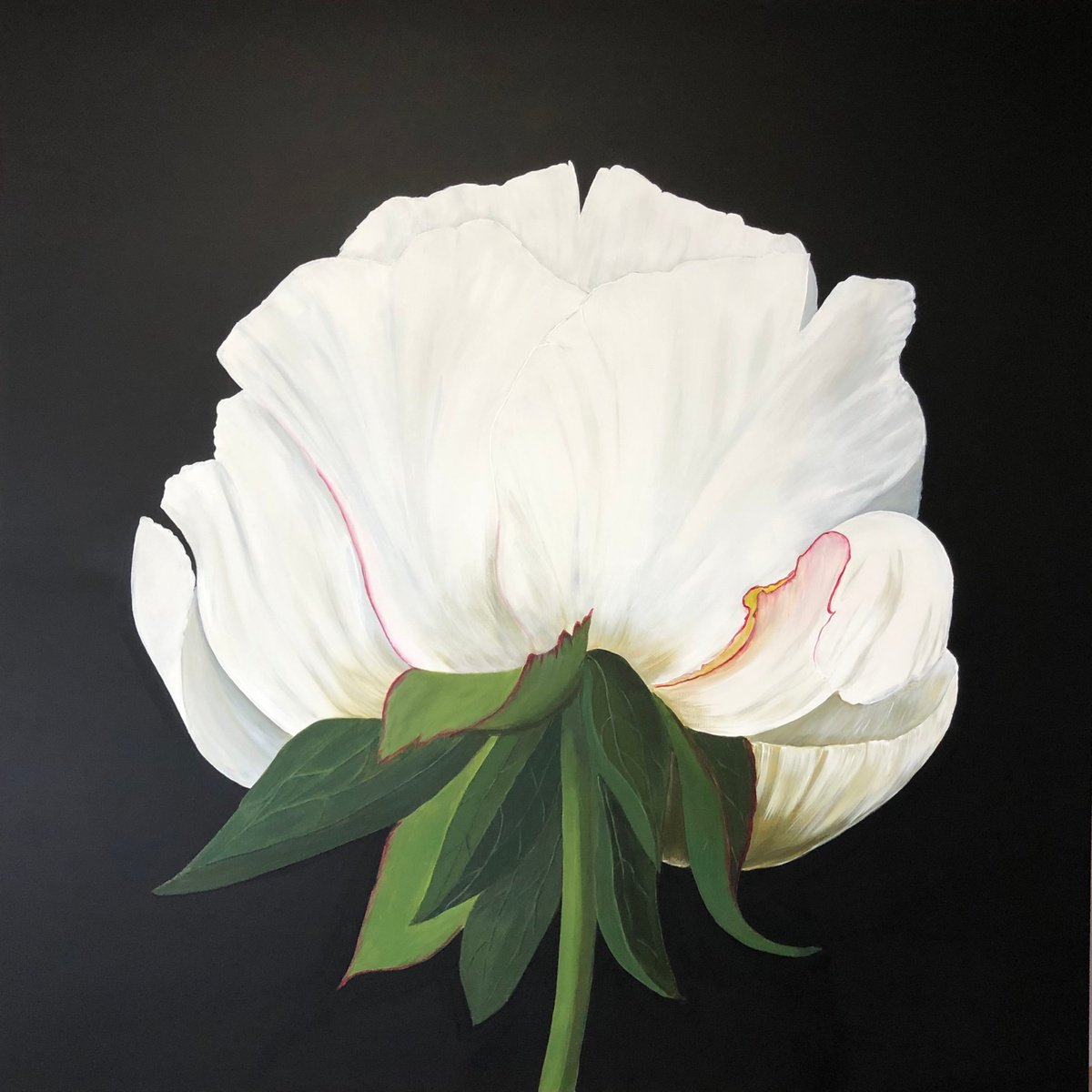 White Peony on black background by Nataliia Krykun