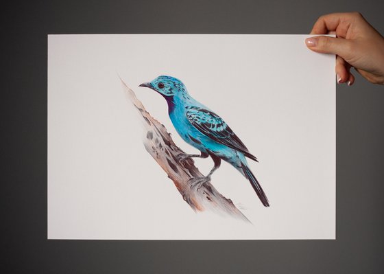 Birds Collection VIII