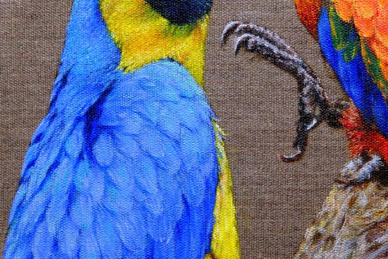 Bird. Parrot. Two Ara parrots in love.
