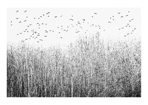Midwinter #10 Limited Edition #1/25 Fine Art Photograph of Bare Winter Trees and Birds Flying by Graham Briggs