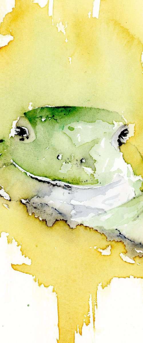 Posing Frog by Alex Tolstoy