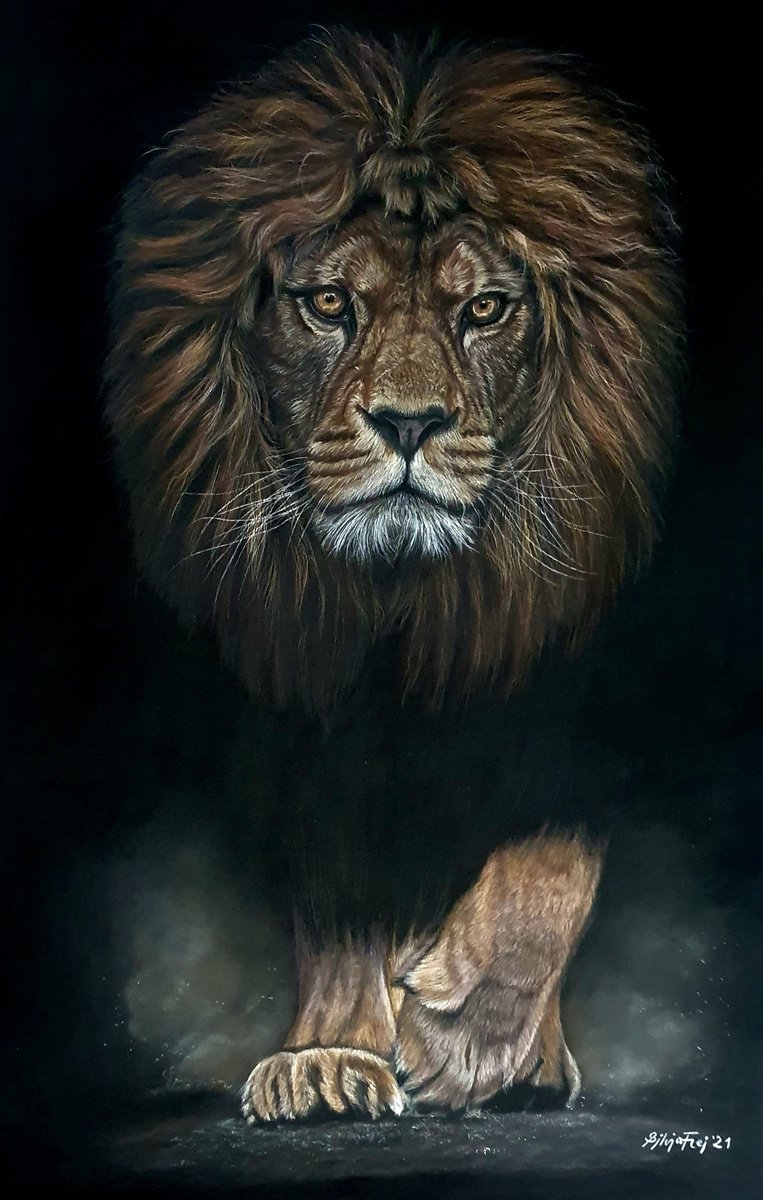 Lion portrait Survivor by Silvia Frei