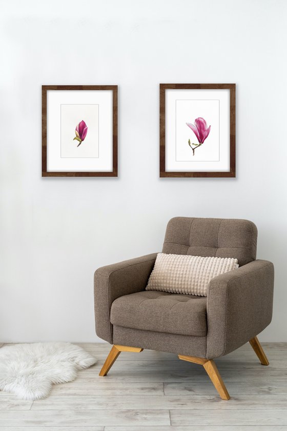 Magnolia blossom. Opening of the flover. Original watercolor artwork.