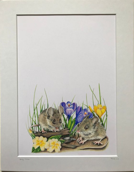 Spring mousies