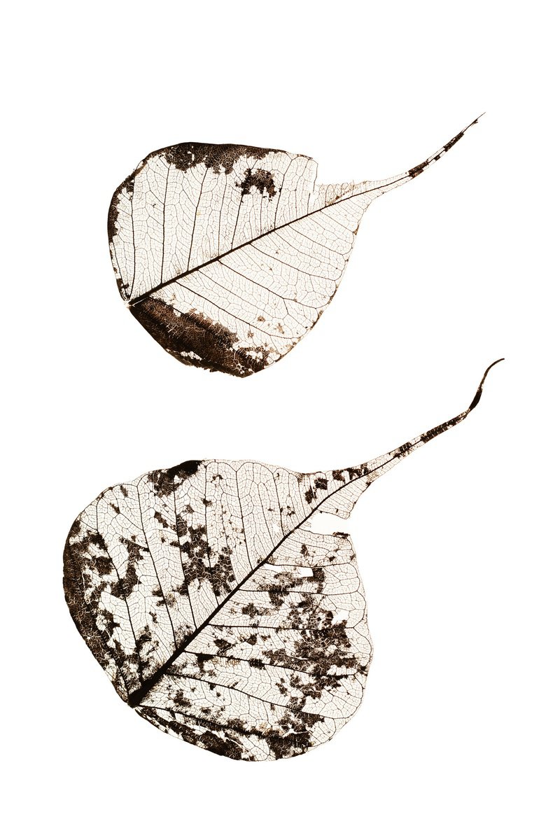 Botanical Photograph By Tal Paz-Fridman, 16 X 22", Fallen Leaves #2, Original Artwork